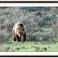 Wyoming Grizzly Forage Framed Print