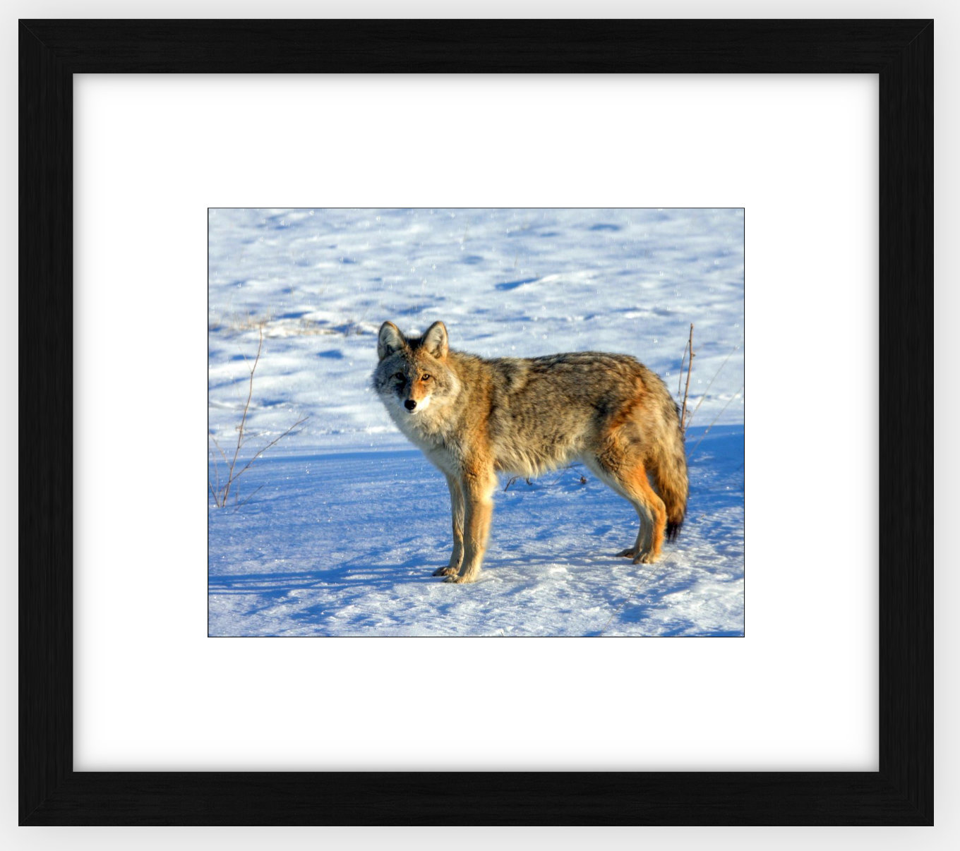 Canadian Coyote Framed Print