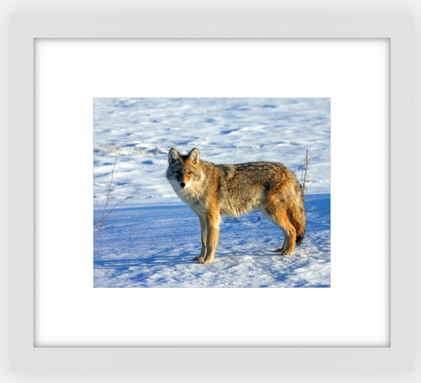 Canadian Coyote Framed Print