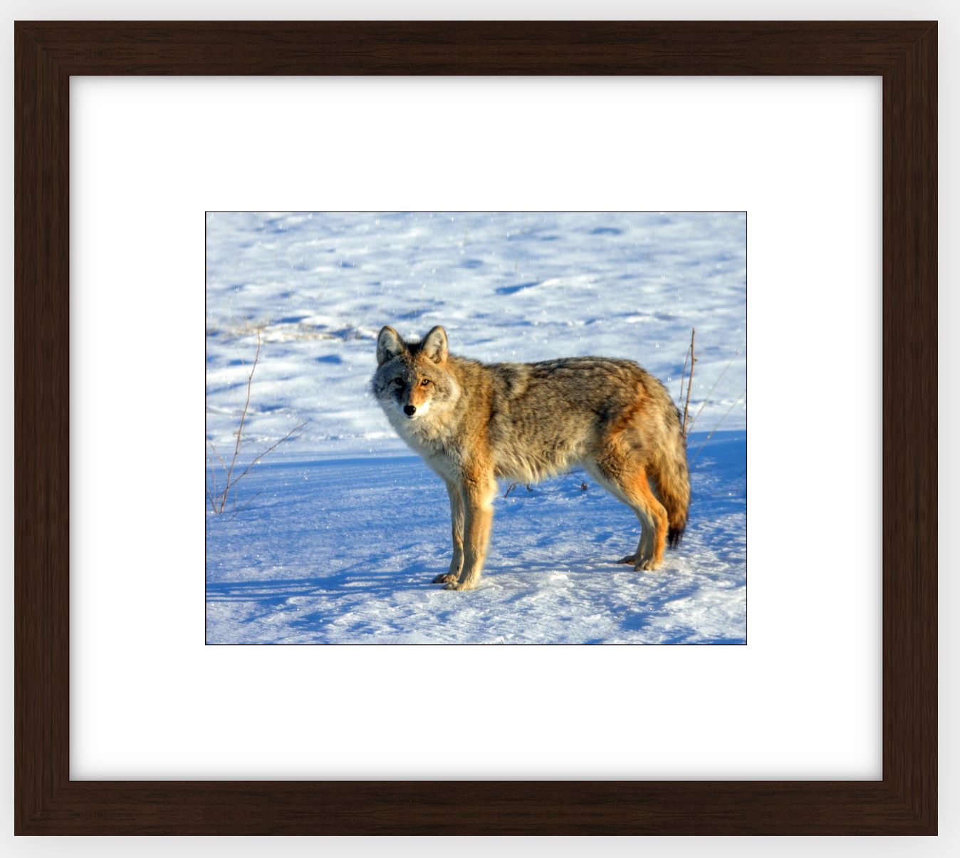 Canadian Coyote Framed Print