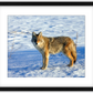 Canadian Coyote Framed Print