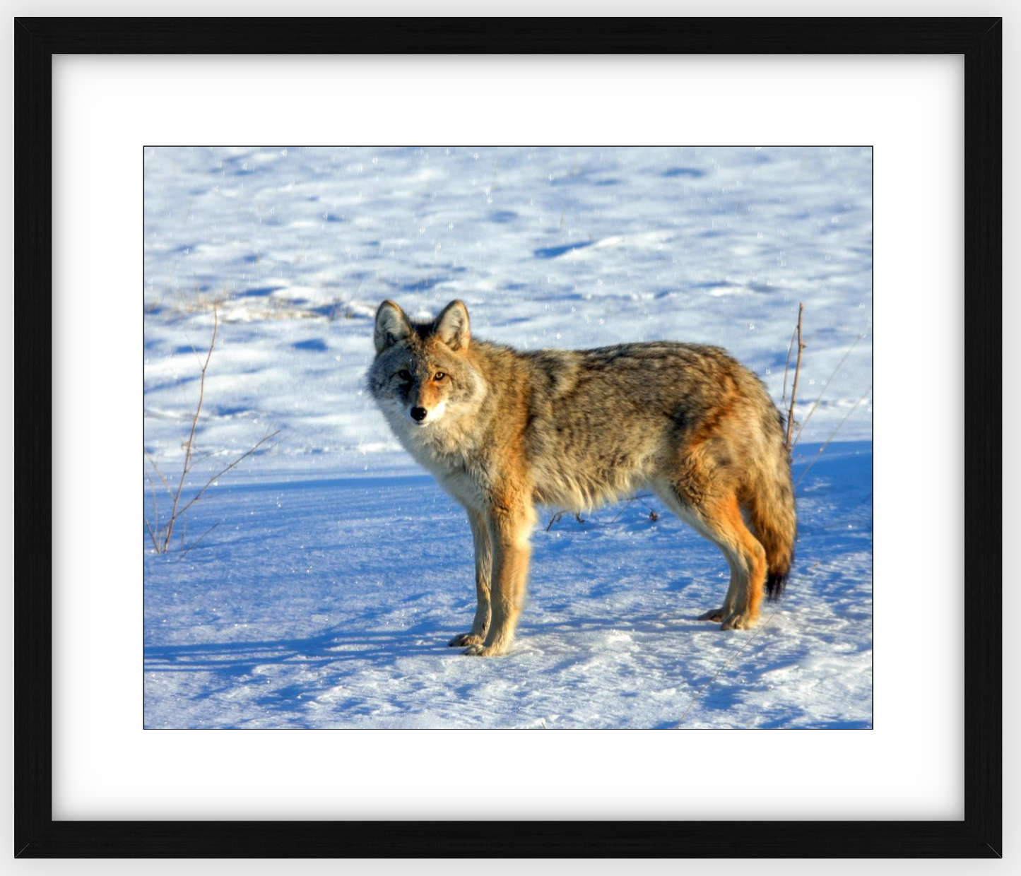 Canadian Coyote Framed Print