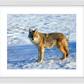 Canadian Coyote Framed Print