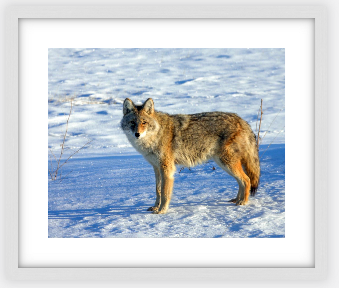 Canadian Coyote Framed Print