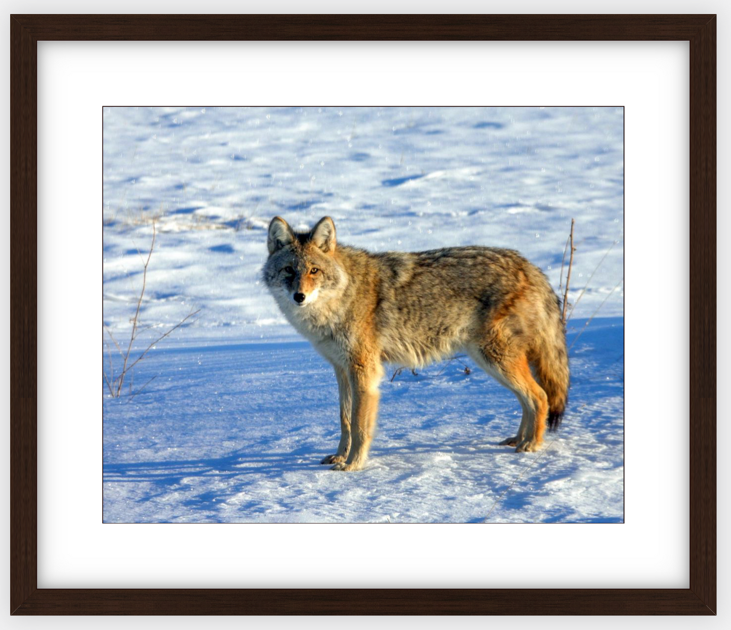 Canadian Coyote Framed Print