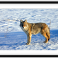 Canadian Coyote Framed Print