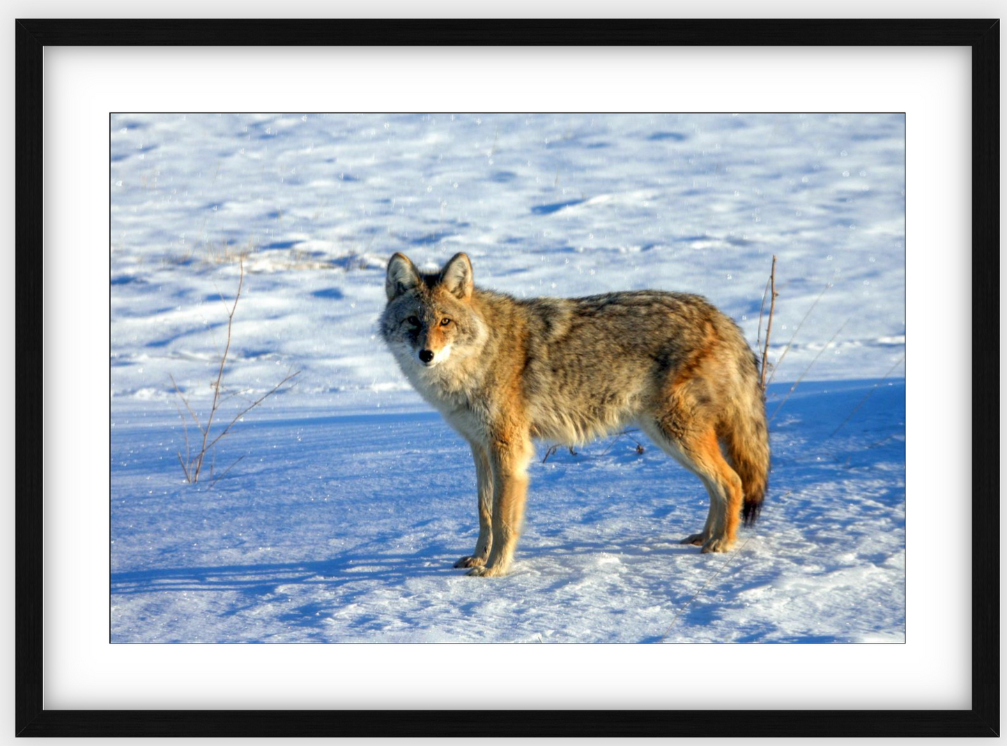 Canadian Coyote Framed Print