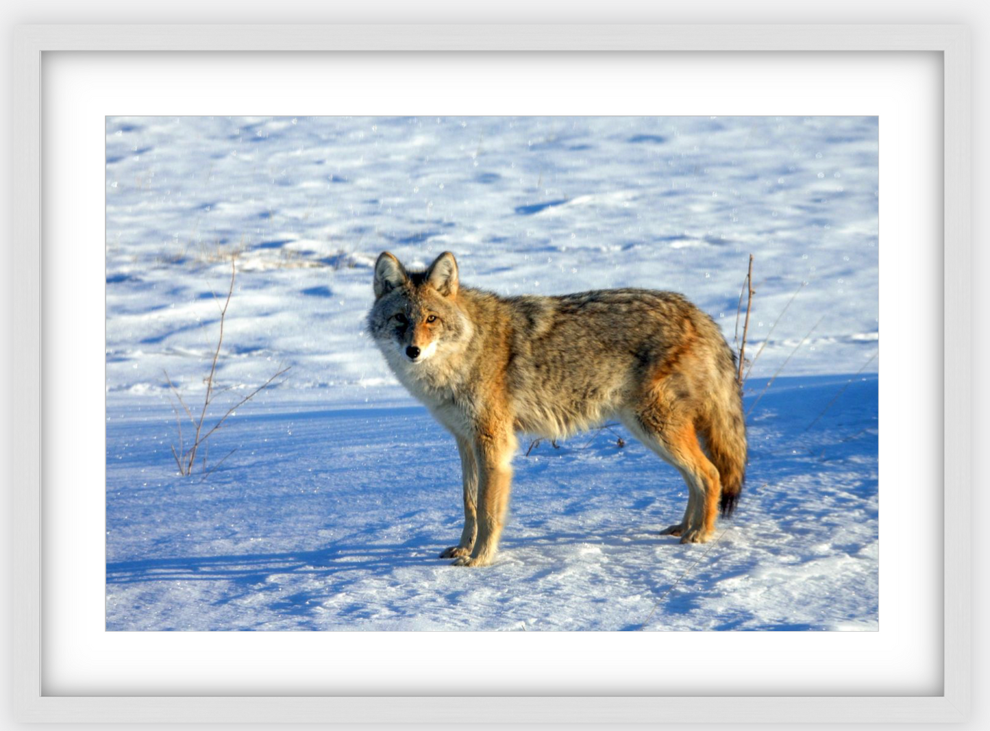 Canadian Coyote Framed Print