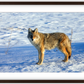 Canadian Coyote Framed Print