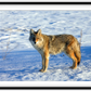 Canadian Coyote Framed Print