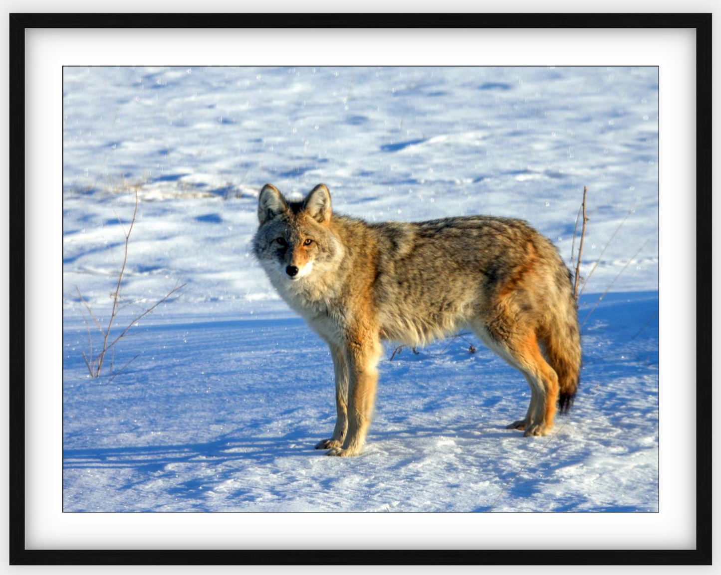 Canadian Coyote Framed Print