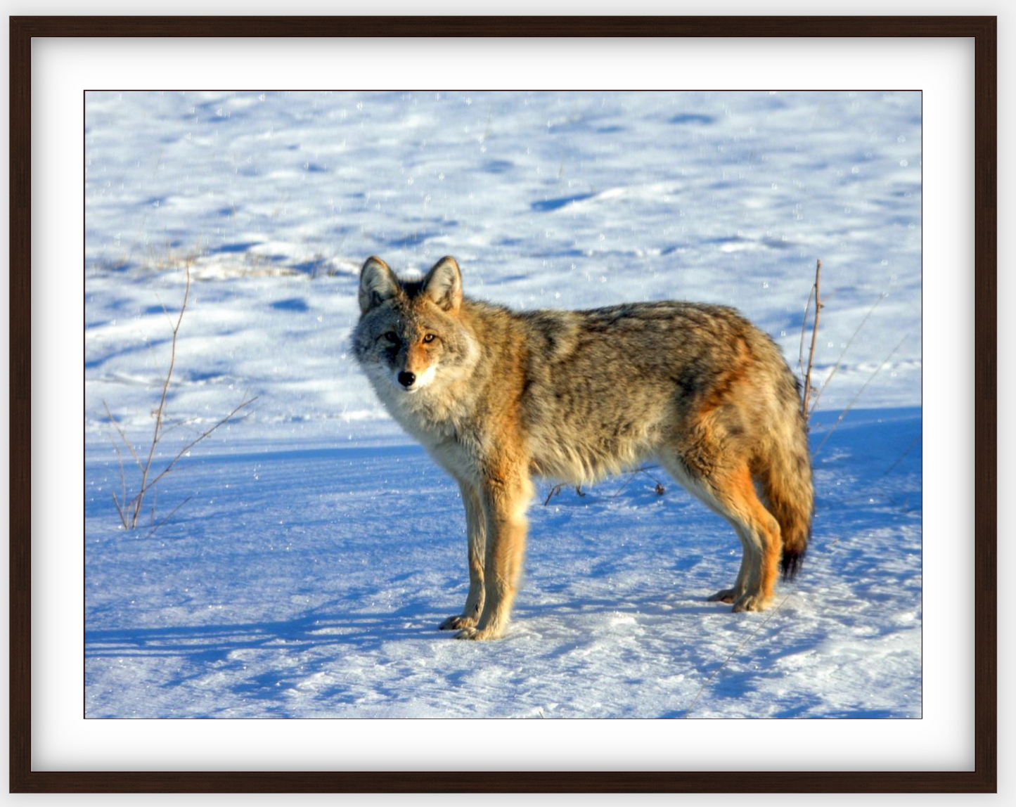 Canadian Coyote Framed Print