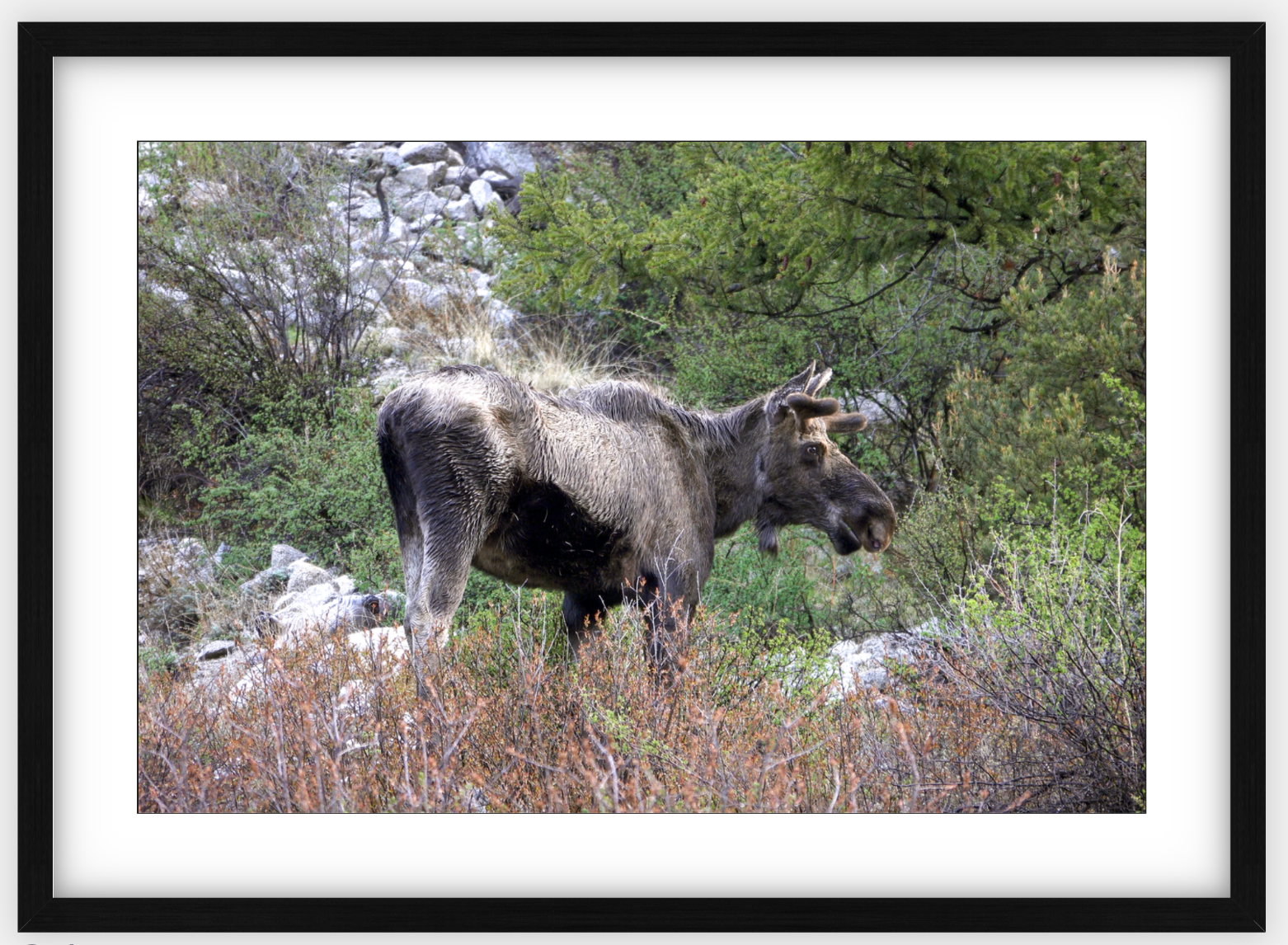 Cottonwood Lake Moose Framed Print – Yanasa Trading Company