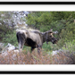 Cottonwood Lake Moose Framed Print