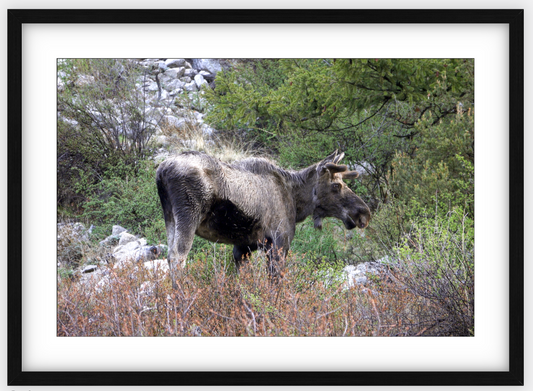 Cottonwood Lake Moose Framed Print