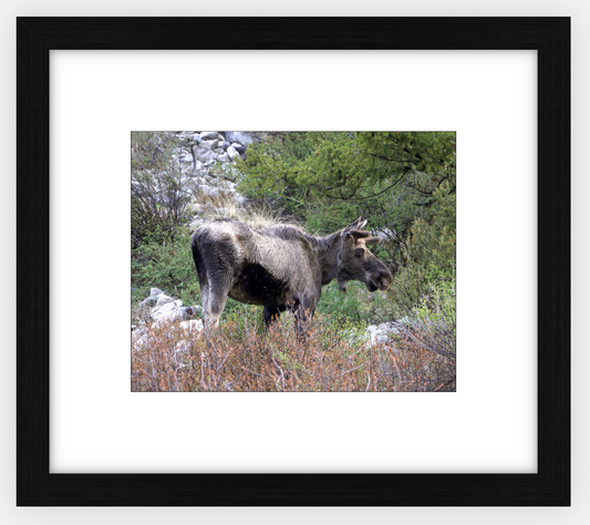 Cottonwood Lake Moose Framed Print