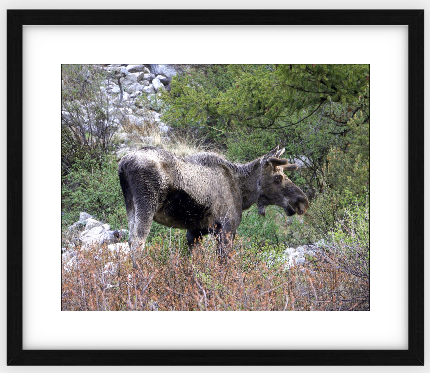 Cottonwood Lake Moose Framed Print