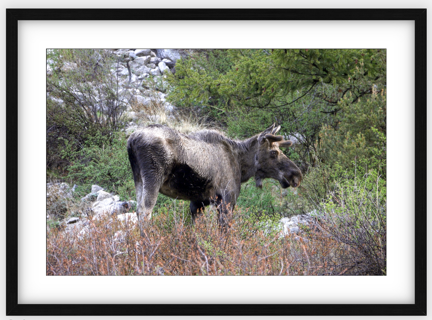 Cottonwood Lake Moose Framed Print