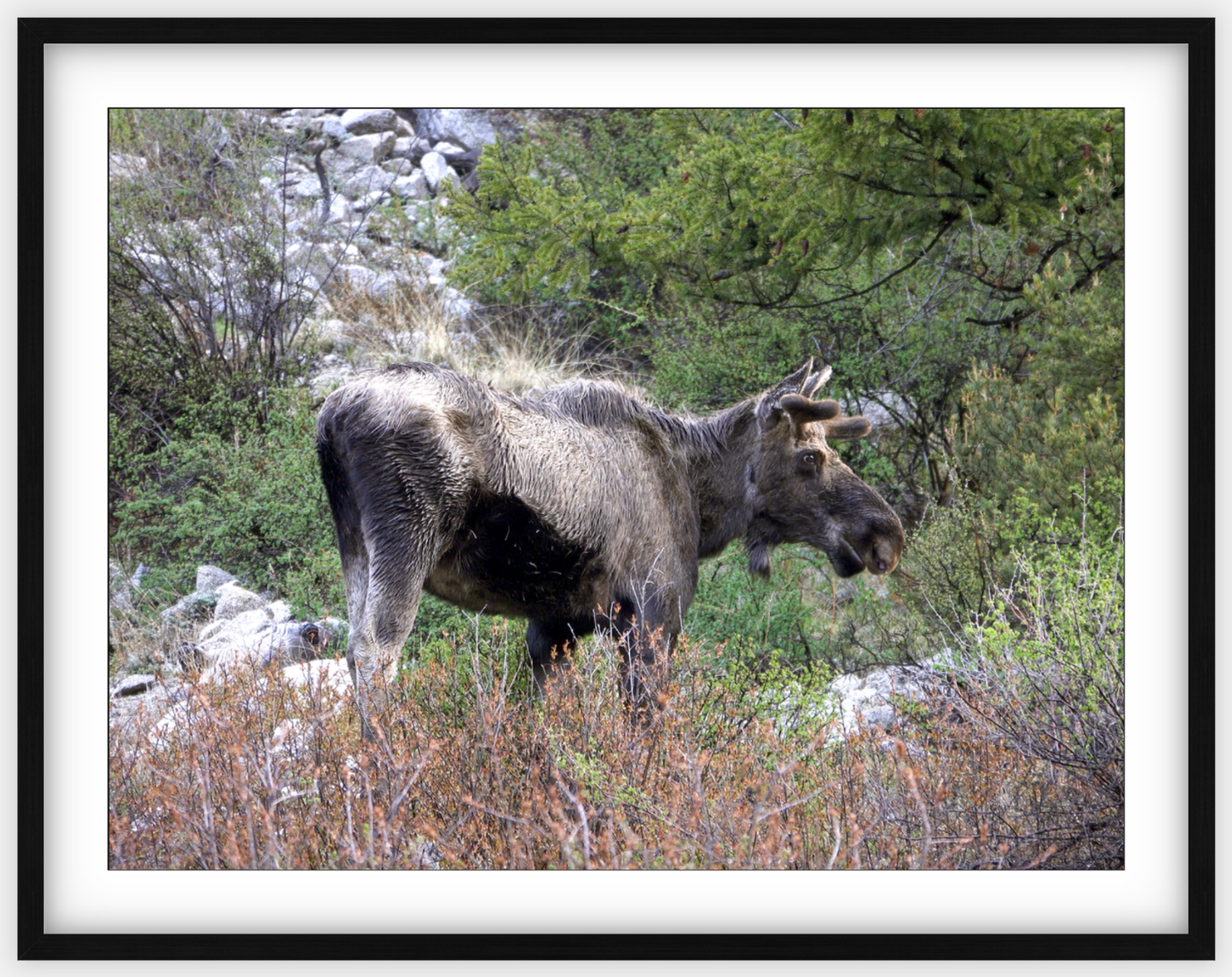 Cottonwood Lake Moose Framed Print