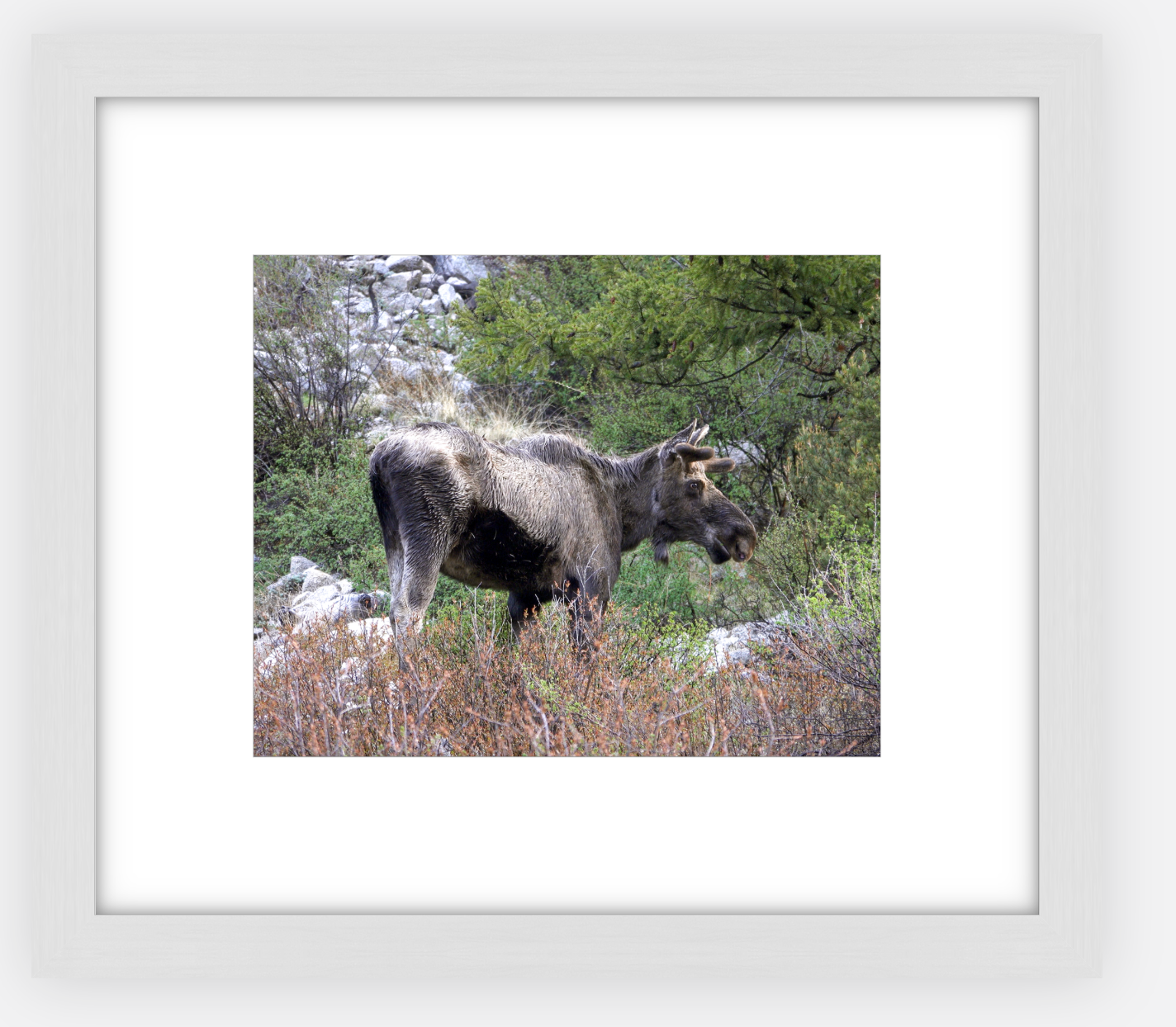 Cottonwood Lake Moose Framed Print