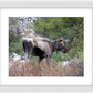 Cottonwood Lake Moose Framed Print