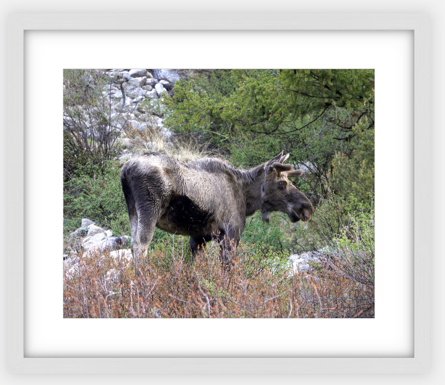 Cottonwood Lake Moose Framed Print