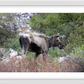 Cottonwood Lake Moose Framed Print