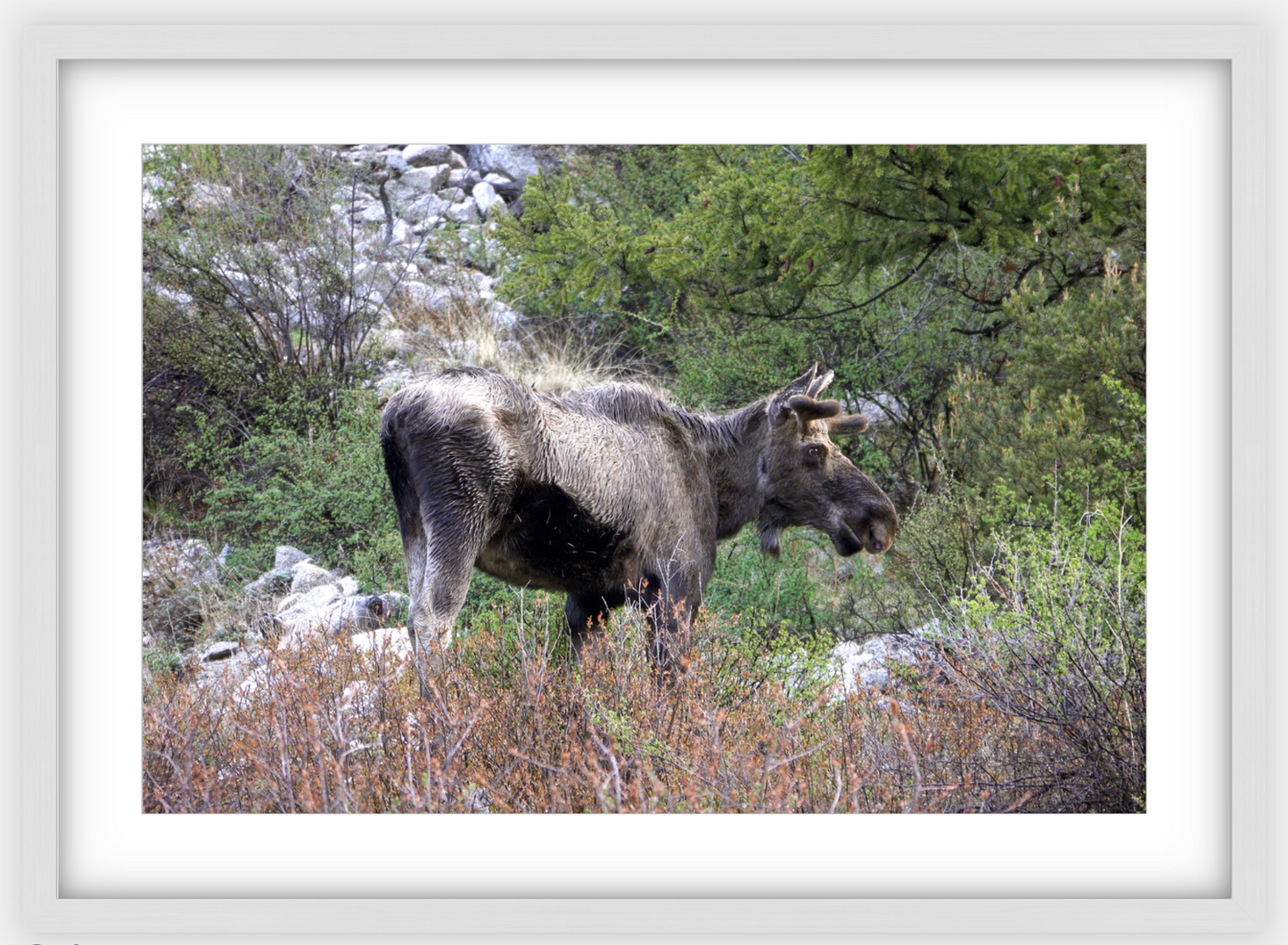 Cottonwood Lake Moose Framed Print