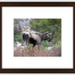 Cottonwood Lake Moose Framed Print