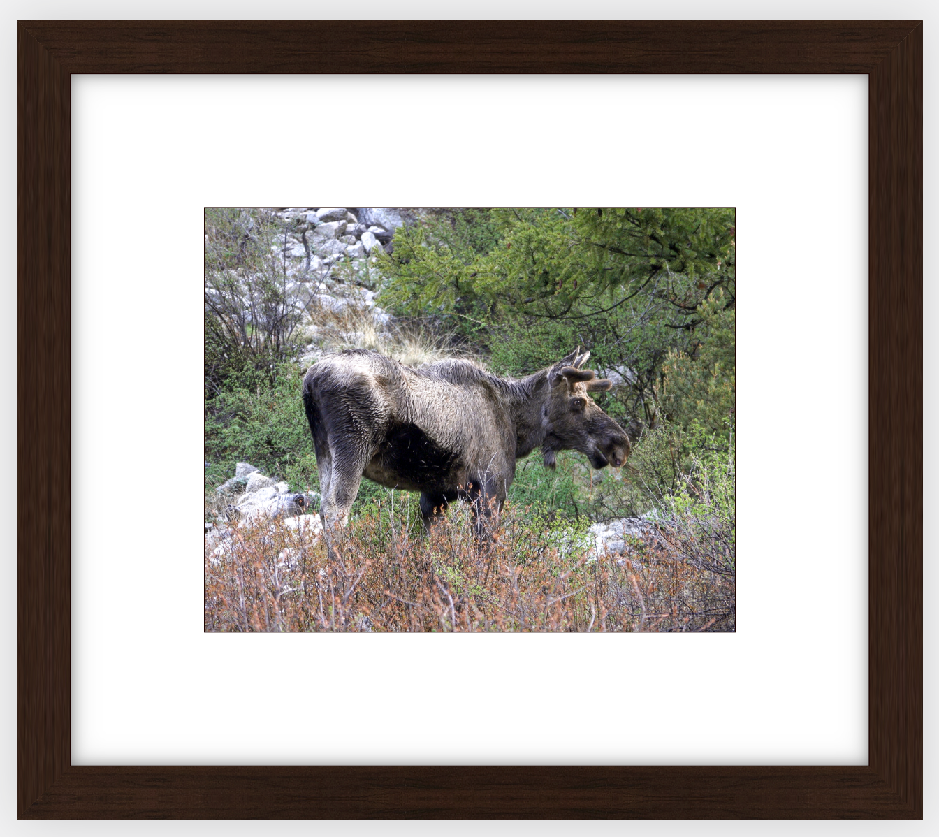 Cottonwood Lake Moose Framed Print