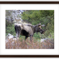 Cottonwood Lake Moose Framed Print