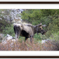 Cottonwood Lake Moose Framed Print