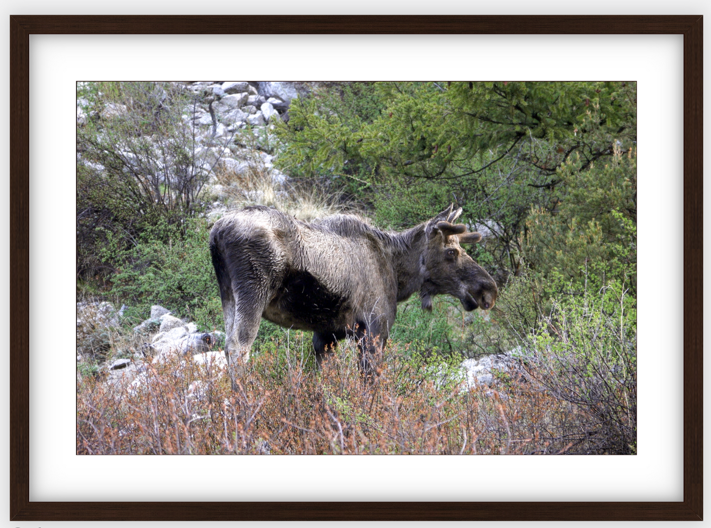 Cottonwood Lake Moose Framed Print