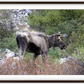 Cottonwood Lake Moose Framed Print