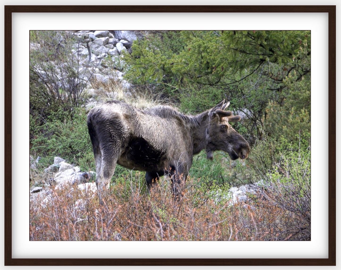 Cottonwood Lake Moose Framed Print