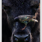 Bison Bird Canvas Print (SPECIAL LIMIT 4 OF 5 REMAINING)