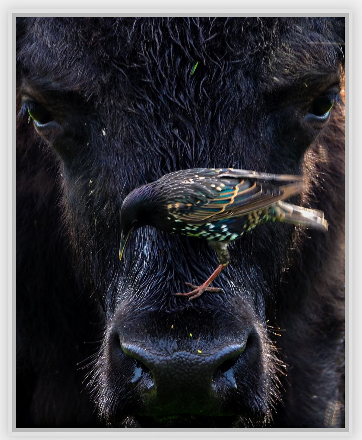 Bison Bird Canvas Print (SPECIAL LIMIT 4 OF 5 REMAINING)