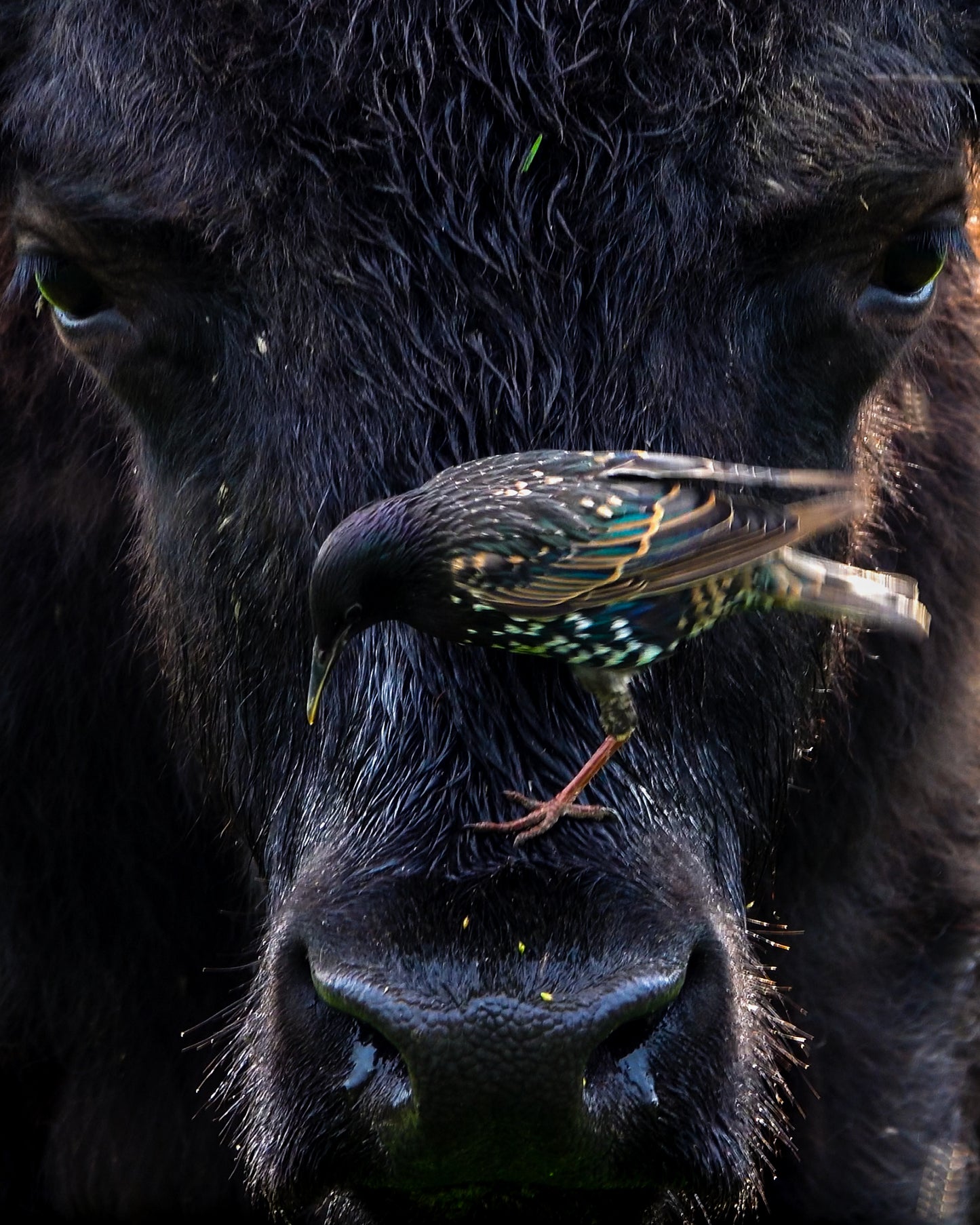 Bison Bird Framed Print (SPECIAL LIMIT 5)