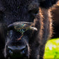 Bison Bird Triptych Print (SPECIAL LIMIT 5)