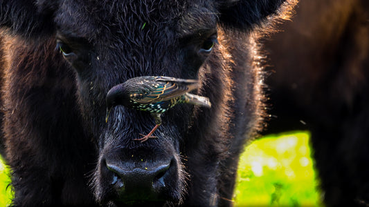 Bison Bird Triptych Print (SPECIAL LIMIT 5)