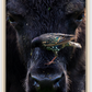 Bison Bird Canvas Print (SPECIAL LIMIT 4 OF 5 REMAINING)