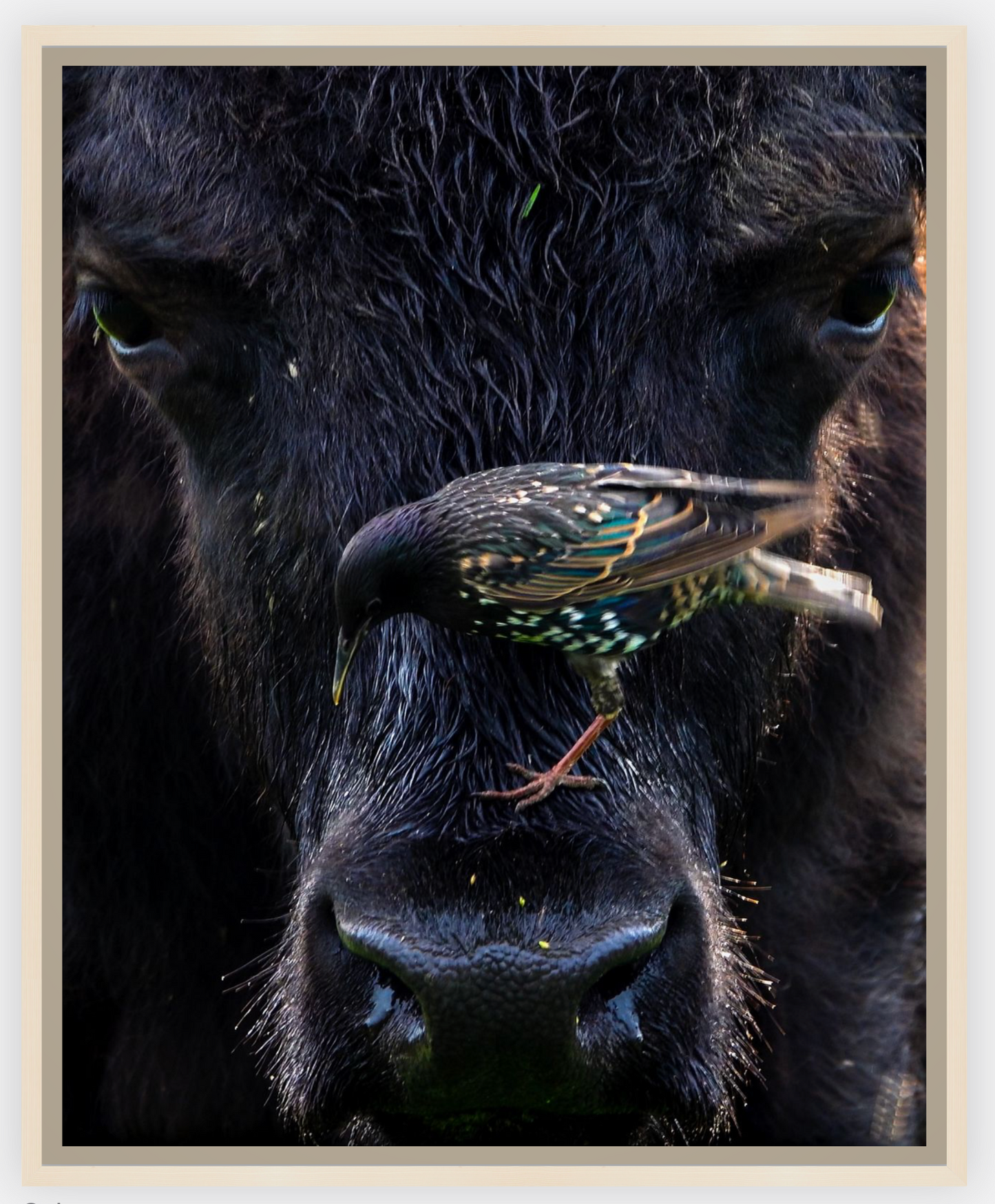 Bison Bird Canvas Print (SPECIAL LIMIT 4 OF 5 REMAINING)