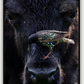 Bison Bird Canvas Print (SPECIAL LIMIT 4 OF 5 REMAINING)