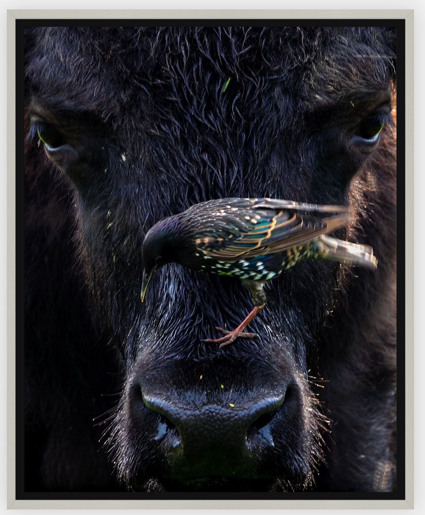 Bison Bird Canvas Print (SPECIAL LIMIT 4 OF 5 REMAINING)