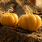 Harvest Squash Pure Beeswax Candle