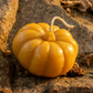 Autumn Harvest — Pure Beeswax Fall Candle Collection